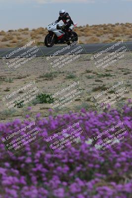media/Jan-14-2023-SoCal Trackdays (Sat) [[497694156f]]/Turn 14 Exit Bloomig (145pm)/
